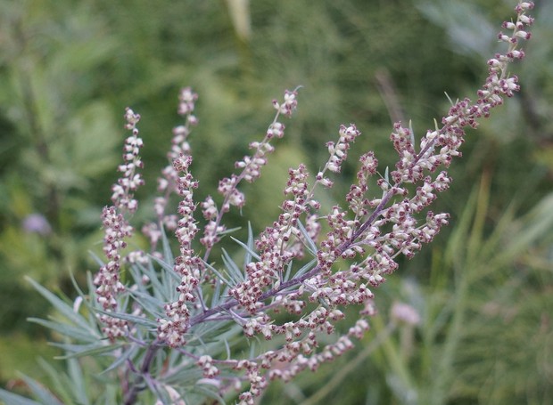 A espécie Artemisia vulgaris é conhecida apenas por Artemísia no Brasil e pode dar pequenas flores roxas (Foto: Pixabay / Creative Commons)