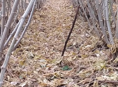 Mandioca plantada por produtores paranaenses direto na palhada, sem revolver o solo, seguindo técnicas de plantio direto (Foto: Divulgação)