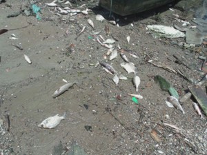Peixes mortos no canal do estuário entre Santos e Guarujá (Foto: Reprodução/TV Tribuna)
