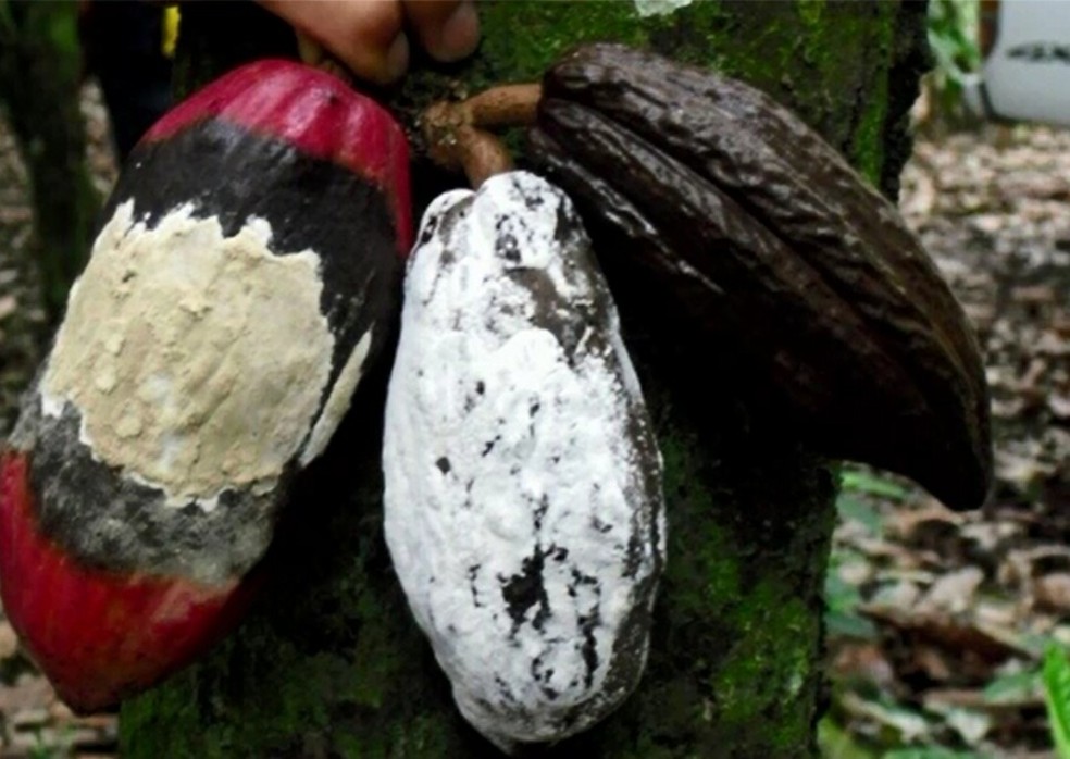 Idaf alerta produtores do Acre para prevenção de doença que atinge cultivo do cacau e cupuaçu  (Foto: Reprodução/Rede Amazônica Acre)
