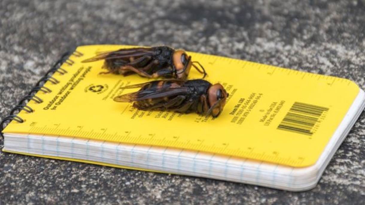 'Se encontrá-las, corra e nos chame!': cientistas alertam para 'vespas assassinas' vistas pela 1ª vez nos EUA thumbnail