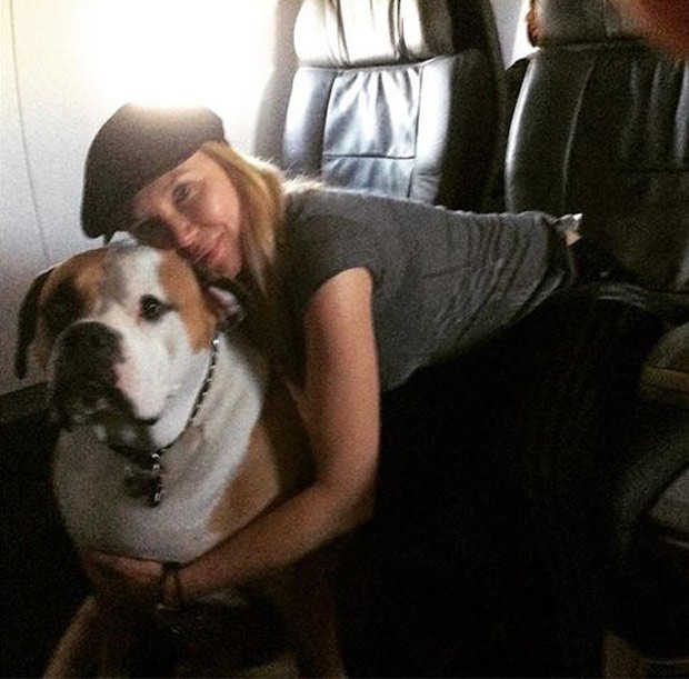 Por conta de seu tamanho, cão chamado Hank só viaja de primeira classe (Foto: Reprodução/Instagram/hanktheworldtraveler)
