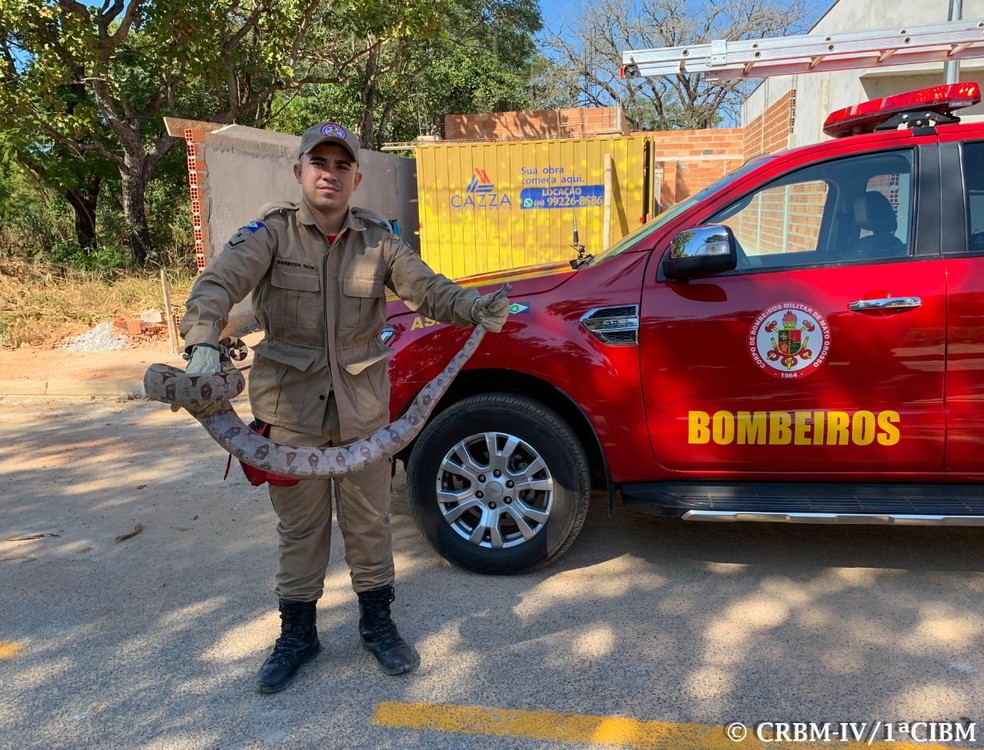 Jiboia de dois metros foi capturada por bombeiros debaixo e contêiner em Barra do Garças — Foto: Corpo de Bombeiros de Mato Grosso