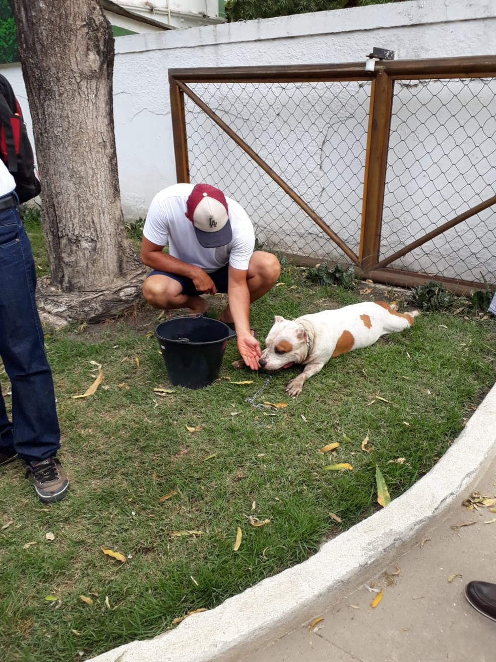 Animal resgatado após sofrer maus-tratos em Maceió, AL — Foto: Ascom/IMA