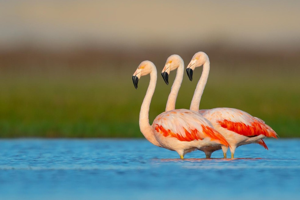 Registro do alinhamento perfeito dos flamingos-chilenos faturou o prêmio com a foto "Três em dois" — Foto: Douglas Fernando Meleti/VCnoTG