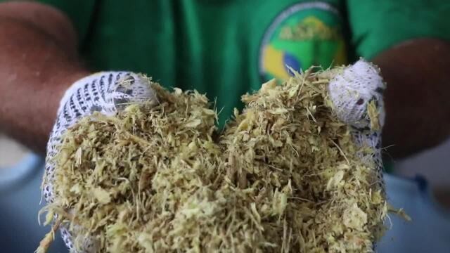 De olho no mercado internacional, produtores apostam no plantio de ginseng no Paraná