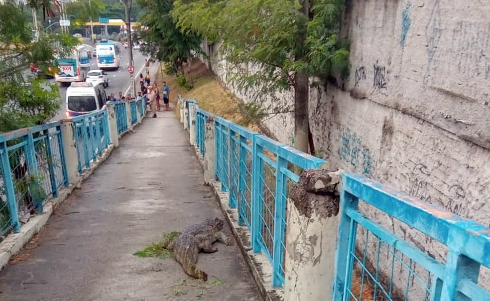 Jacaré 'passeia' em passarela perto do Terminal Alvorada, na Barra da Tijuca — Foto: Reprodução