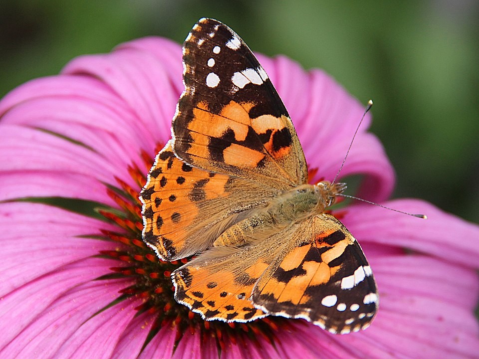 Vanessa cardui é uma espécie de borboleta capaz de viajar por milhares de quilômetros (Foto: Wikimedia Commons )