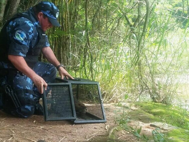 Ratão do banhado foi resgatado em Botucatu (Foto: Guarda Civil Municipal/Divulgação)