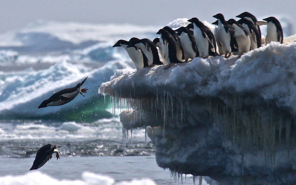 O gelo é importante para esses animais, porque foram um habitat que atrai seu alimento, o krill (Foto: R.Herman/LSU/SBU)