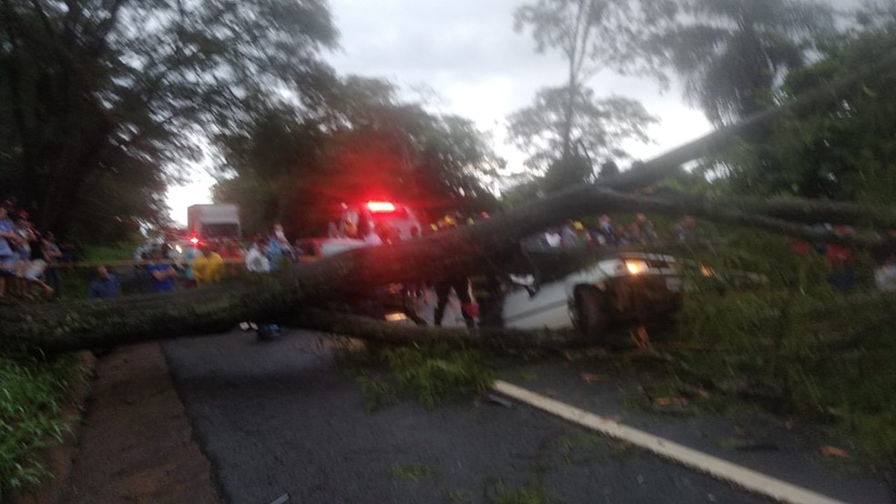 Carro ficou destruído após árvore cair em rodovia entre Uchoa e Ibirá  — Foto: Arquivo pessoal 