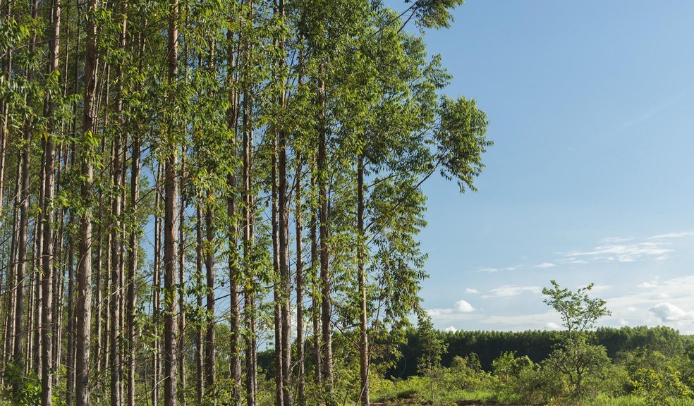 Brazil has close to 10 million hectares of planted forests, of which almost 5 million are FSC certified — Foto: Divulgação