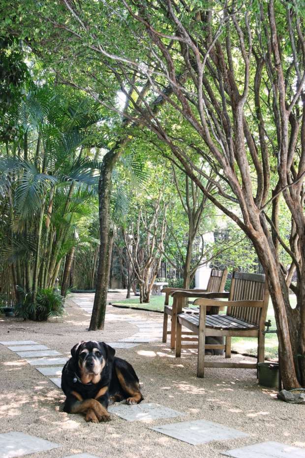 Rottweiler descansando em quintal arborizado com cadeiras de madeira (Foto: Evelyn Müller/Editora Globo)
