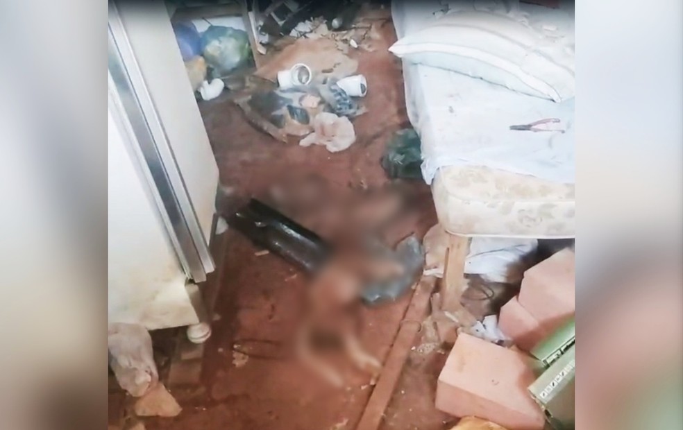 Animais são encontrados mortos dentro de construção em Boituva, no interior de SP — Foto: Cadeia Para Maus-Tratos/ Divulgação 