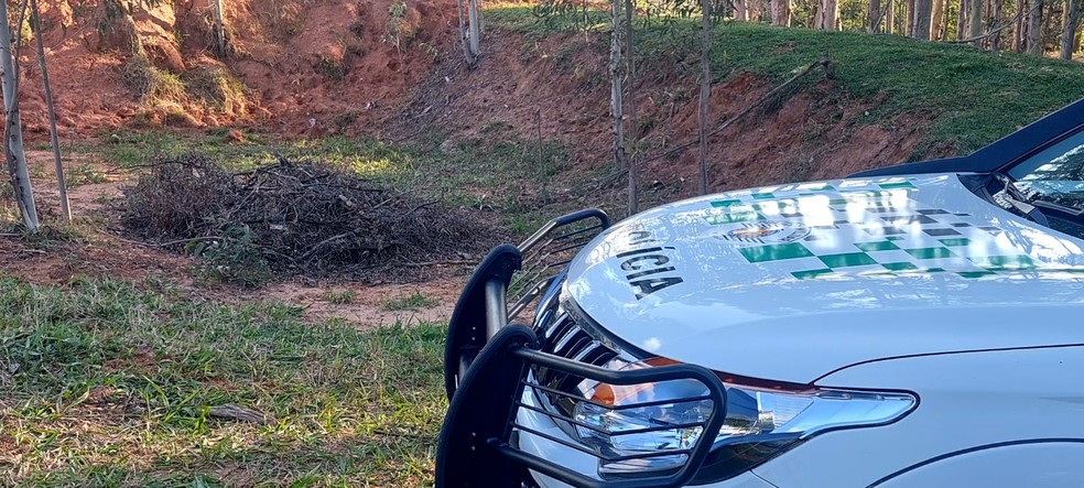 Homem é multado em R$ 1,5 mil por corte de árvores em Presidente Prudente (SP) — Foto: Polícia Ambiental