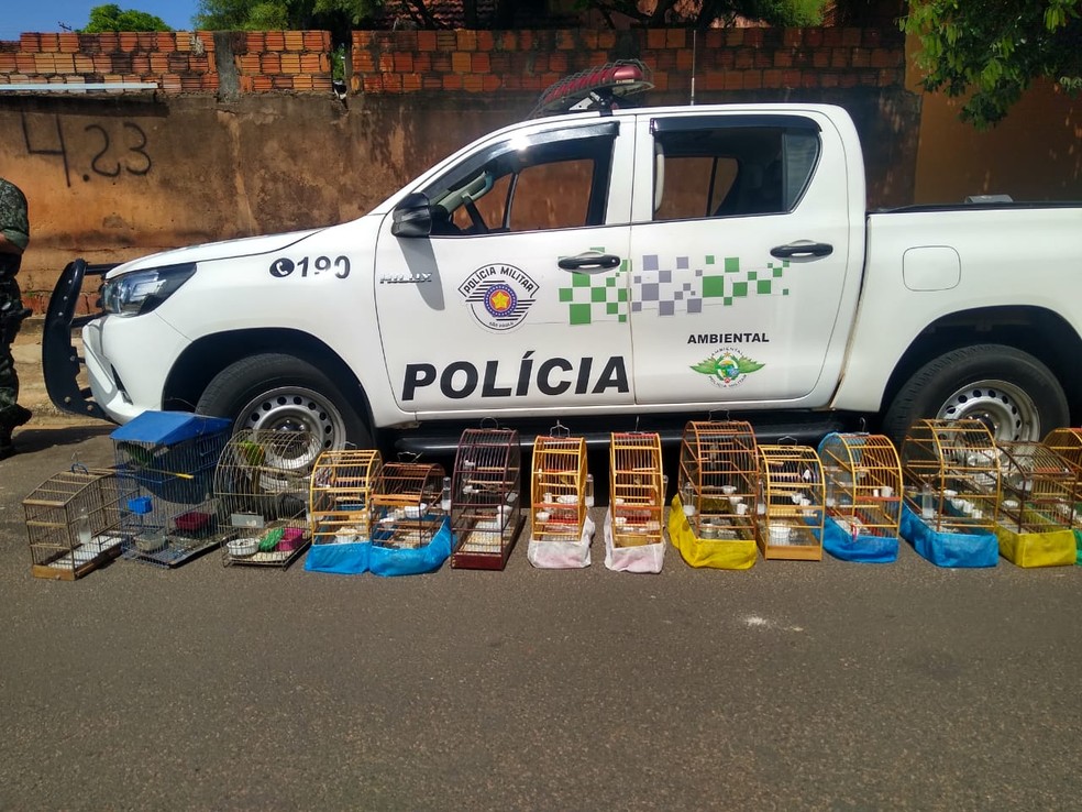 Pássaros foram resgatados nos bairros Jardim Eldorado e Vila Dutra em Bauru — Foto: Polícia Ambiental/Divulgação