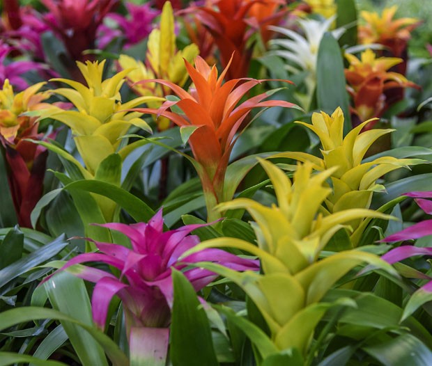 Flowering plants Guzmania is a genus of the botanical family Bromeliaceae, subfamily Tillandsioideae. Bromeliad mix, Bromeliaceae (Foto: Getty Images/iStockphoto)