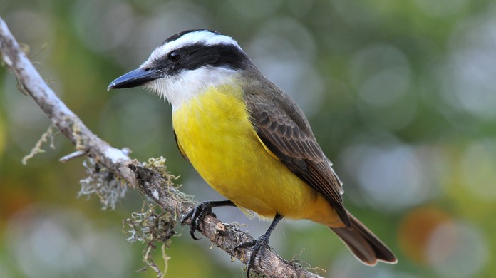 Que Bem Te Vi E Esse Conheca As Especies Que Ocorrem No Brasil Terra Da Gente G1