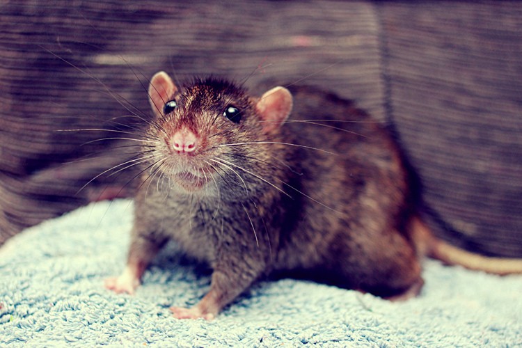 Imagem meramente ilustrativa. Imagens dos roedores não foram divulgadas. (Foto: Creative Commons)