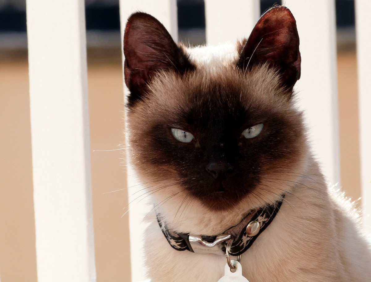 Os gatos precisam se sentir seguros e confortáveis com os acessórios, por isso, o tutor deve se atentar ao comportamento do animal  (Foto: Flickr/ Lottie/ CreativeCommons)