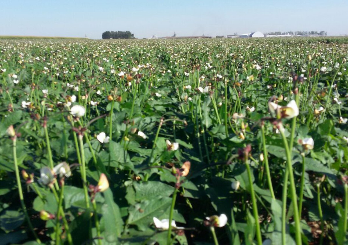 Feijao Perde Mais Espaco Agronegocios Valor Economico