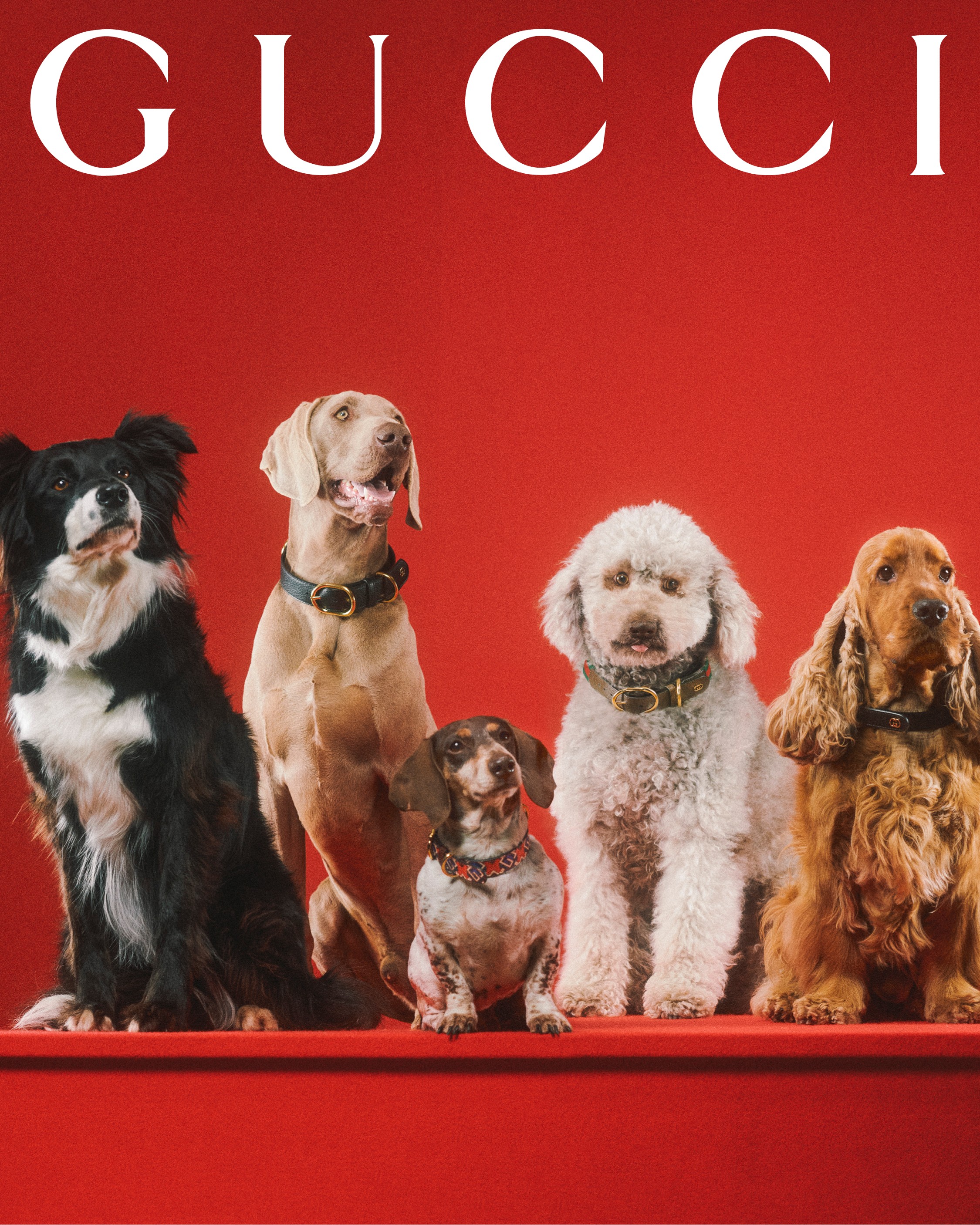 Gucci lança linha de acessórios para cães e gatos  (Foto: Divulgação)