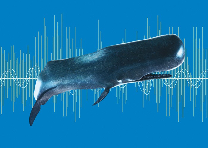 Pesquisas conduzidas por brasileiros utilizam amostras sonoras de animais em estudos inéditos que tratam do controle da febre amarela ao monitoramento de espécies subaquáticas (Foto: Getty Images)