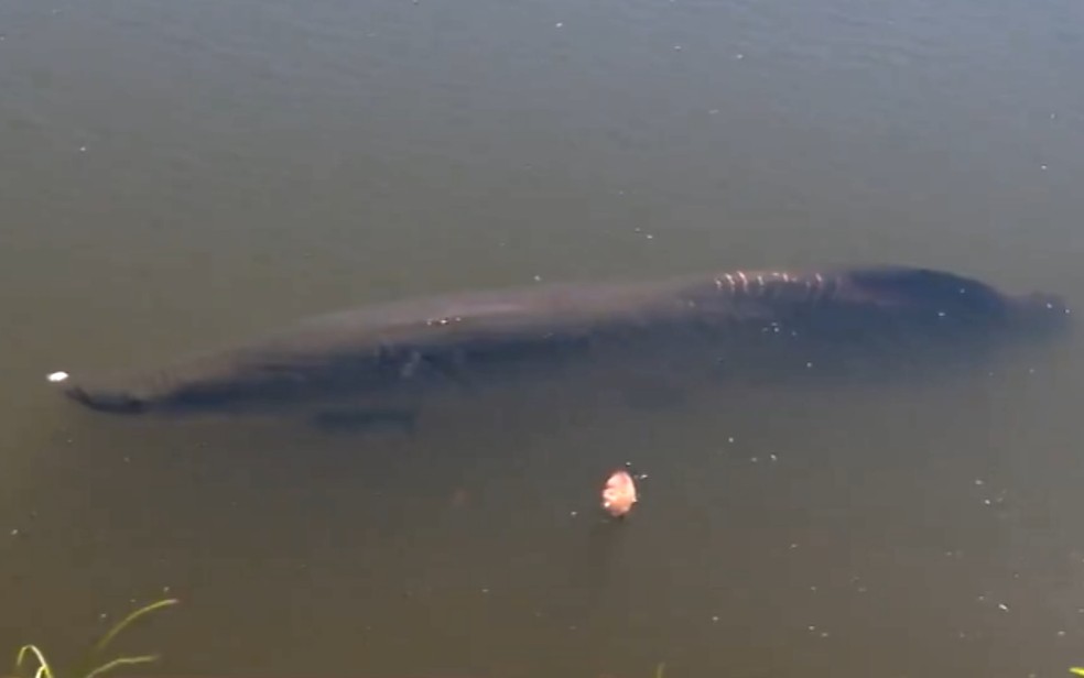 Pirarucu de quase 2 metros que vive em lago de parque de Goiânia  — Foto: Reprodução/TV Anhanguera