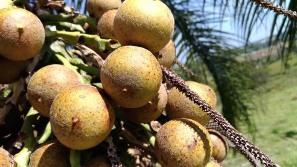 A macaúba é uma palmeira nativa da Mata Atlântica com produtividade na fabricação de biocombústivel (Foto: Divulgação)