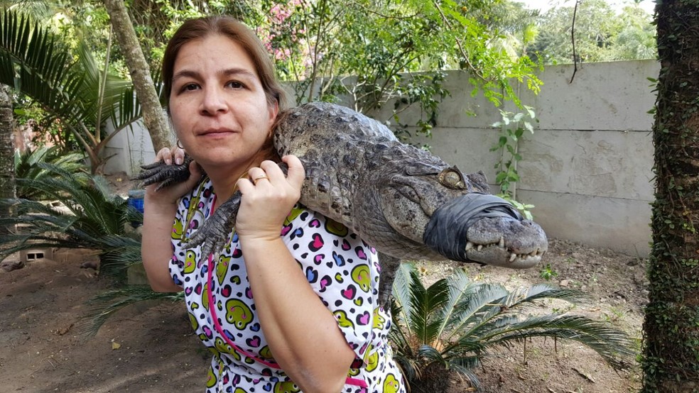 Pesquisadora Arianne Pontes Oriá leva jacaré para realizar a coleta de lágrima — Foto: Arquivo pessoal