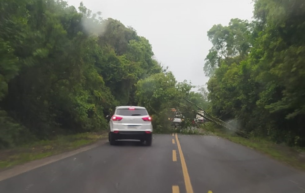 Na PR-151, em Ponta Grossa, árvore bloqueou rodovia — Foto: Foto cedida/Arquivo Pessoal