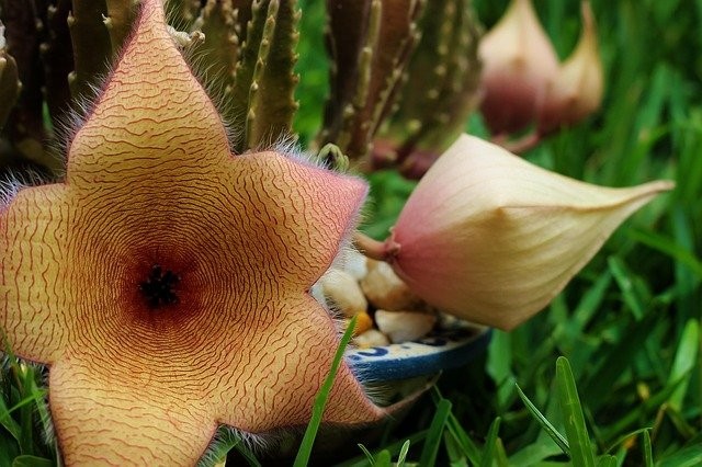 Aprenda a cultivar a Stapelia gigantea, suculenta para jardins-de-pedra -  Casa e Jardim | Paisagismo