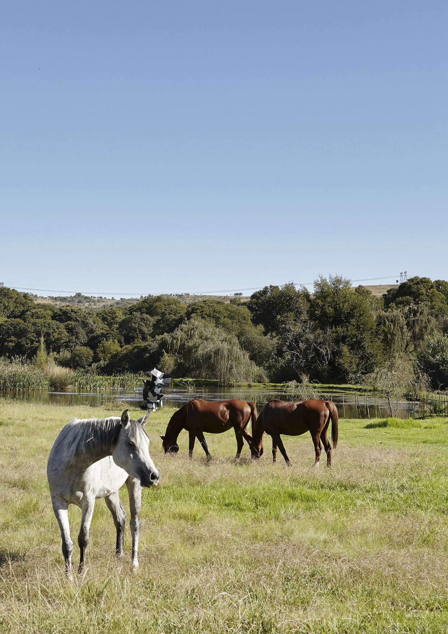 Cavalos circulam livremente pelas cercanias da casa