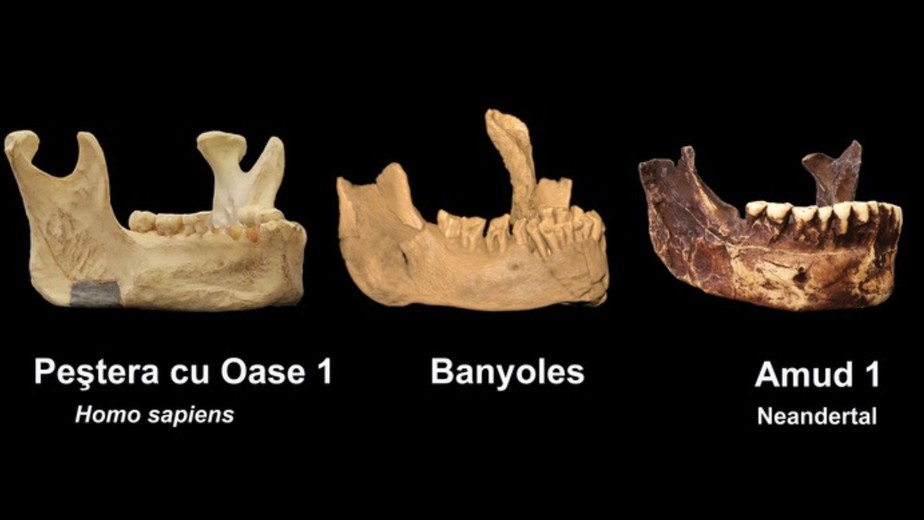 Comparação da mandíbula de Banyoles (centro), com a de H. sapiens (à esquerda) e a de um Neandertal (à direita)