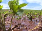 Excesso de chuva provoca perdas na safra de soja produzida no RS