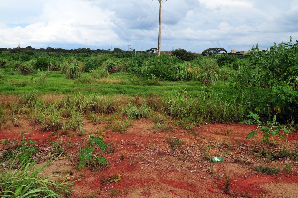 Terracap planta espécies nativas para recuperar área desmatada Brasília, em imagem de arquivo — Foto: Renato Araújo/Agência Brasília