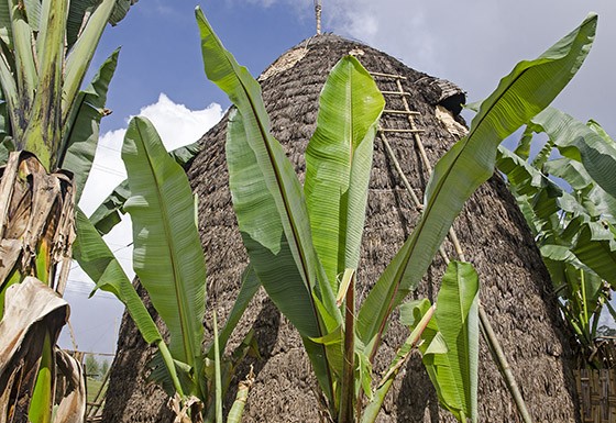 As cabanas do povo Dorze podem atingir 10 metros de altura e são sempre rodeadas com plantas de ensete (Foto: Haroldo Castro/ÉPOCA)