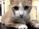 Gato é salvo após receber transfusão de sangue de cão nos EUA