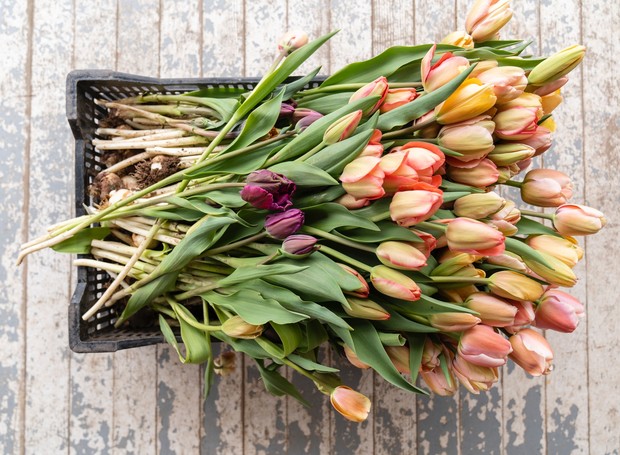 A primavera é a época conhecida pela prosperidade no jardim (Foto: Zoe Schaeffer / Unsplash / Creative Commons)