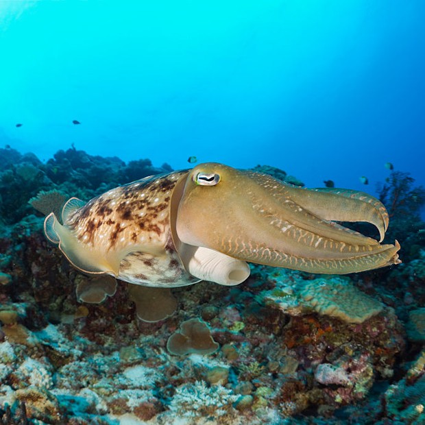 O Cuttlefish mantém a memória por mais tempo que os humanos (Foto: Reinhard Dirscherl/ullstein bild via Getty Images)