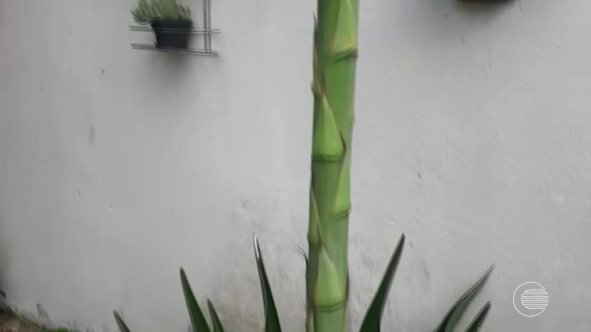 VÍDEOS: Clube Rural, domingo, 20 de março de 2022