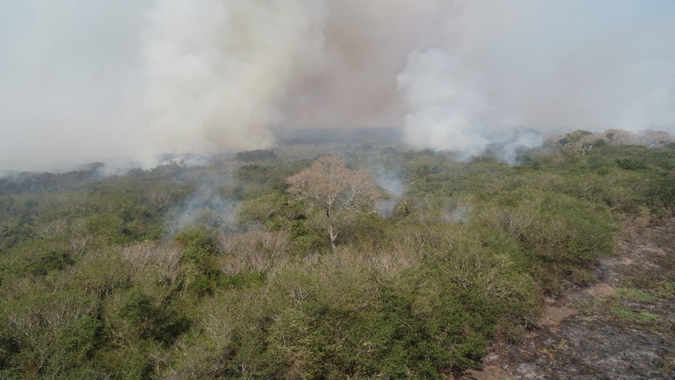 Área queimada em Corumbá, no Pantanal sul-mato-grossense, em julho deste ano — Foto: Corpo de Bombeiros/Divulgação