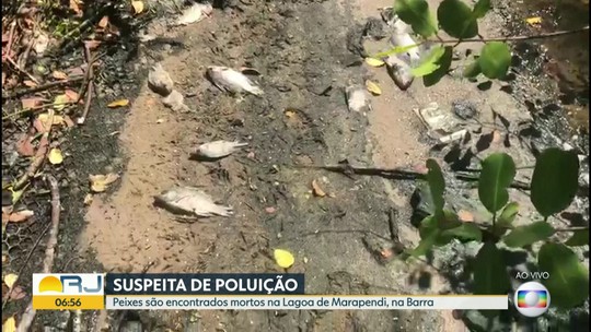 Mortandade de peixes na Lagoa de Marapendi, na Zona Oeste do Rio, preocupa moradores