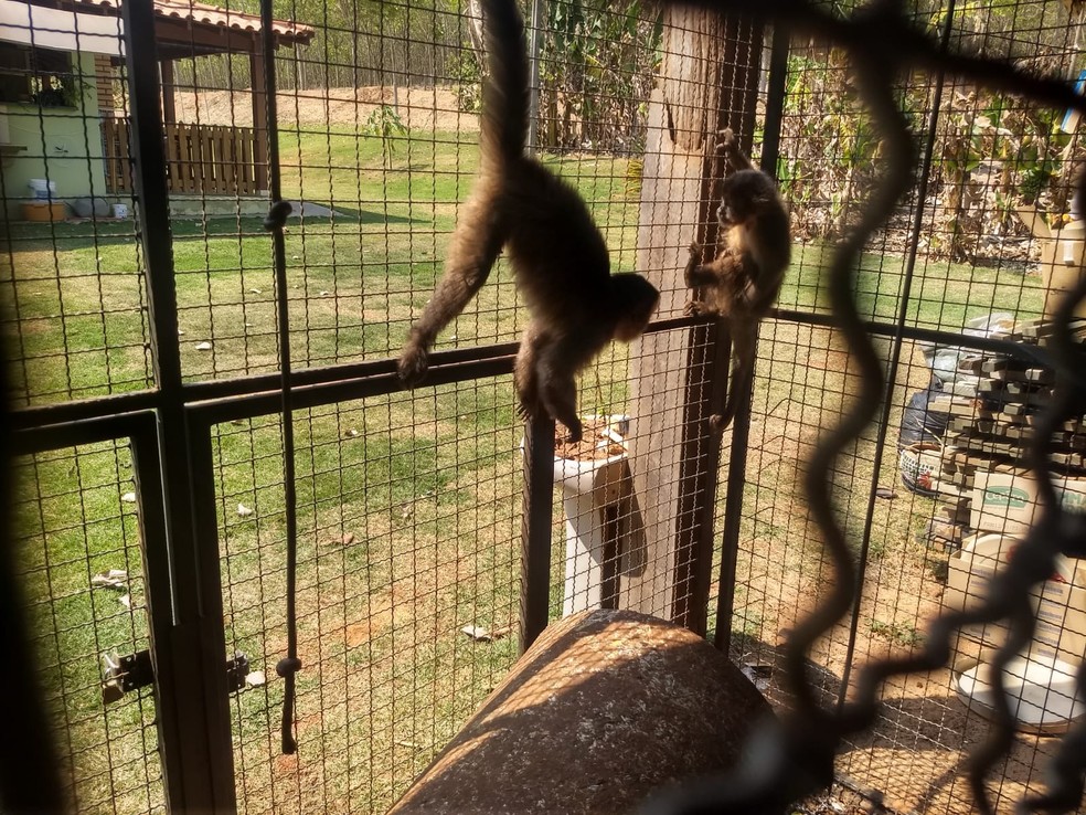 Ocorrência com macacos-prego em cativeiro, sem autorização, foi registrada em Osvaldo Cruz — Foto: Polícia Ambiental