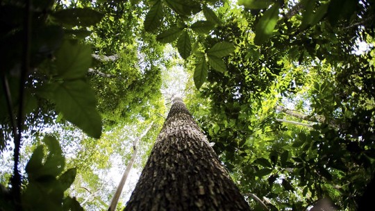Programa vai formar empreendedores que apoiem floresta amazônica