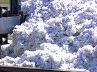 Má distribuição da chuva prejudica produtividade do algodão na BA