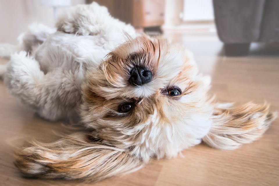 Clínica é condenada a indenizar tutora de cachorra após castração incompleta no DF