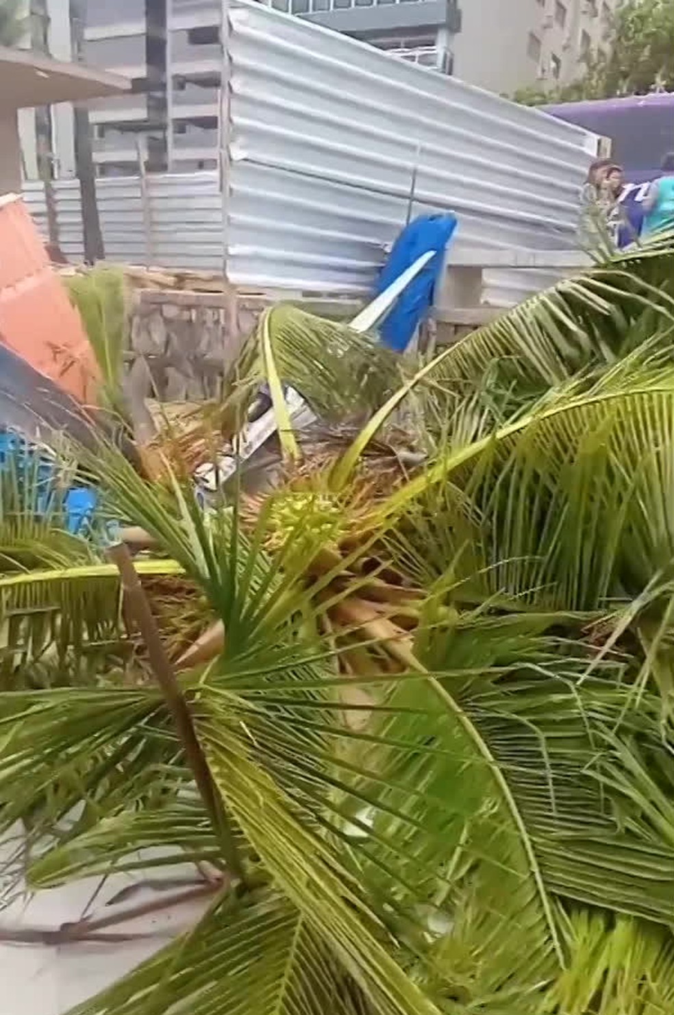 Coqueiro cai na cabeça de banhista na praia de Boa Viagem, no Recife — Foto: Reprodução/WhatsApp