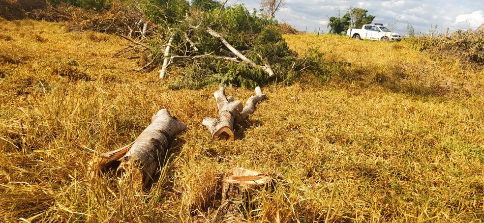 Sitiante fez o corte de 109 árvores nativas sem autorização — Foto: Polícia Ambiental