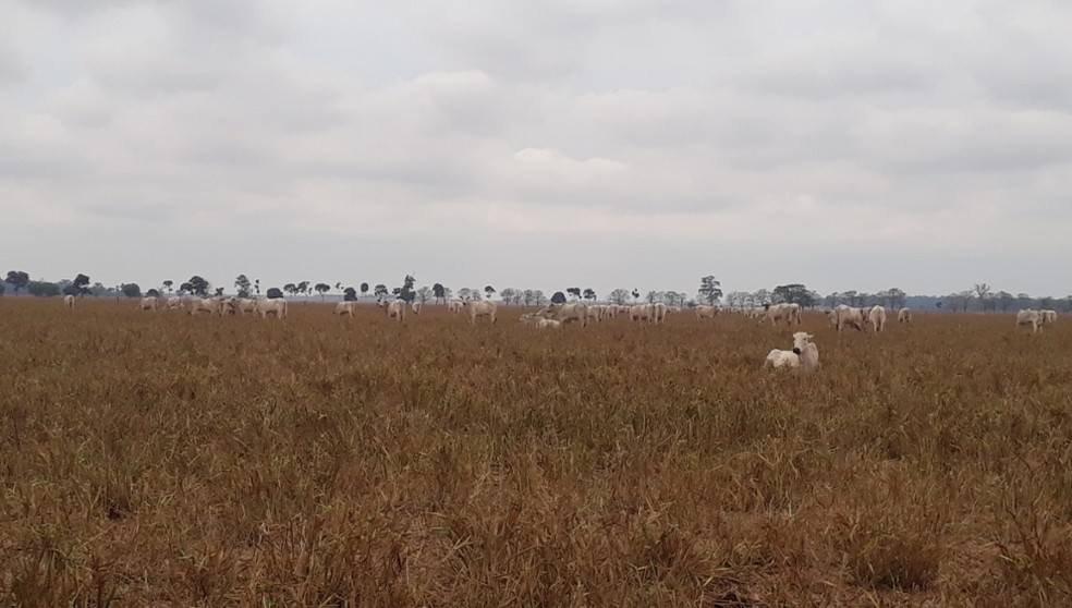 Pecuarista apostam na integração com lavoura — Foto: Reprodução/TVCA
